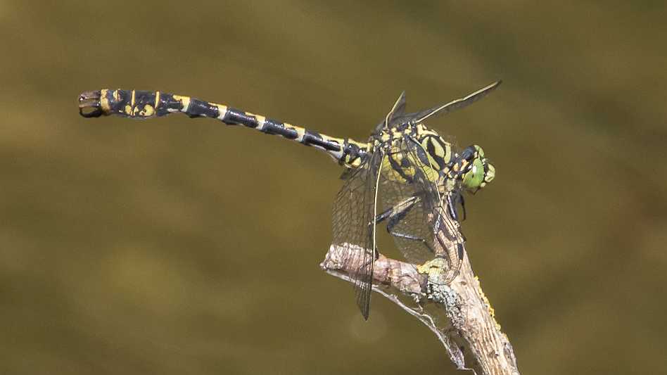 O. f. forcipatus male, Germany-0619.jpg